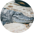 alligator