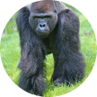 gorilla