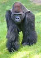 gorilla